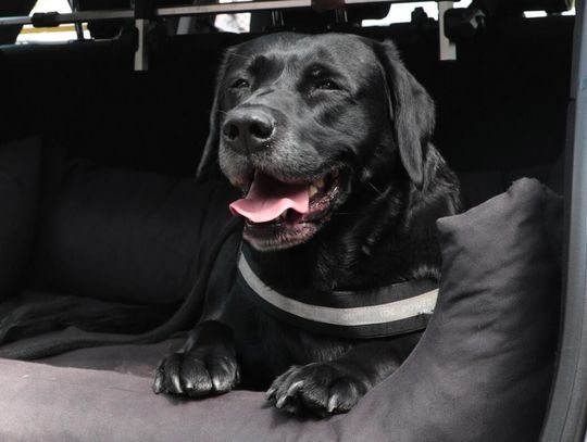 Celny cios KAS w nielegalny hazard. 8 stanowisk hazardowych zabezpieczonych w Szczecinie