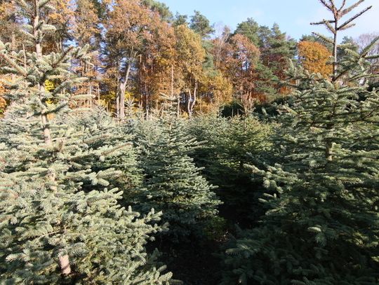 CHOINKA – KAWAŁEK LASU W NASZYM DOMU