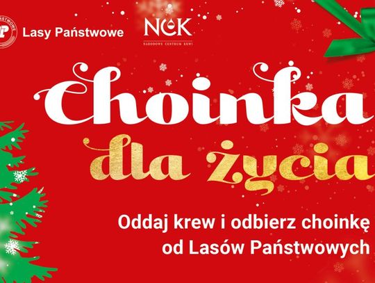 Choinki w podzięce dla krwiodawców