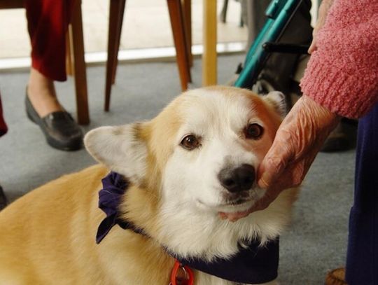 Czworonożni przyjaciele: jak psy wspierają zdrowie i dobrostan seniorów