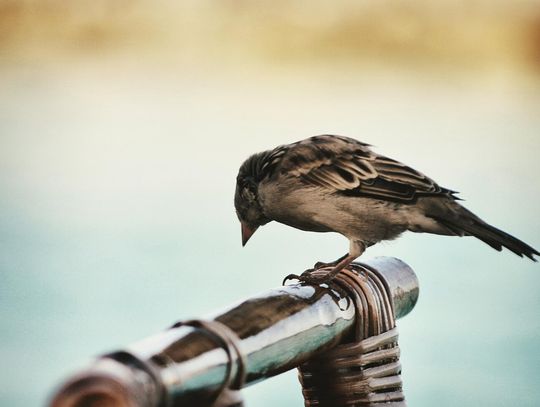 Czy dźwiękowe odstraszanie ptactwa jest dla nich w pełni bezpieczne?