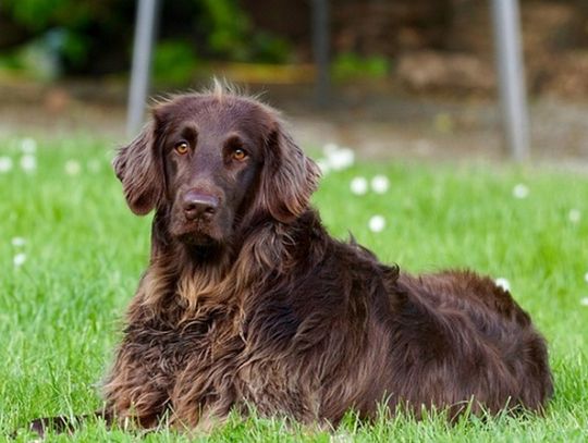 Czy można łączyć karmę suchą i mokrą dla psa? Fakty i mity