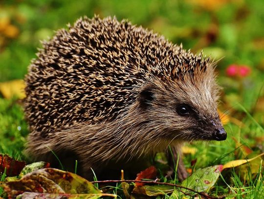 Dzień Dzikiej Fauny, Flory i Naturalnych Siedlisk. Sprawdź, jak możesz pomóc naturze