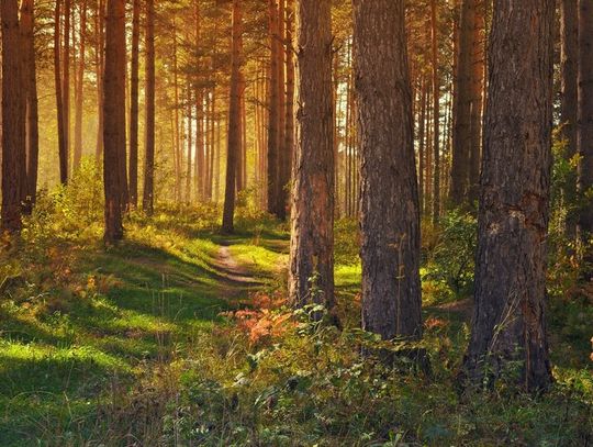 Dzień Dzikiej Flory, Fauny i Naturalnych Siedlisk. Ich ochrona to obowiązek nas wszystkich