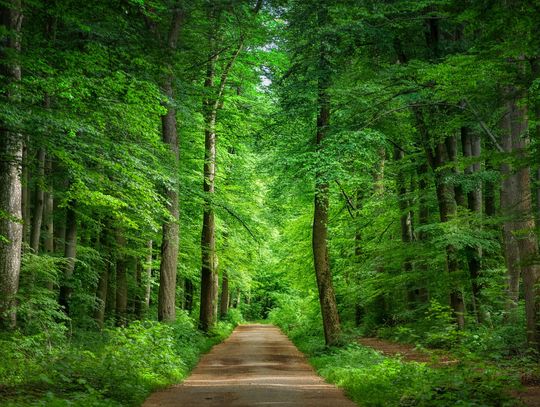 Dzień Ziemi – małe działania, duże znaczenie. Sprawdź, jak zatroszczyć się o planetę