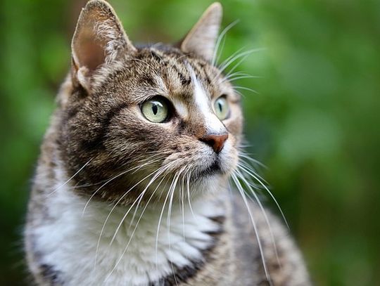 Etykieta pod lupą - jak rozszyfrować skład mokrej karmy dla kota?