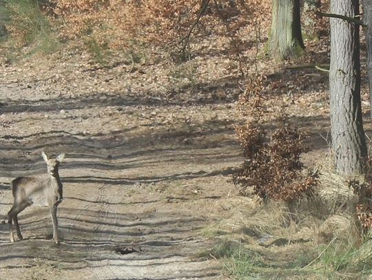 Gryficcy leśnicy uratowali sarnę