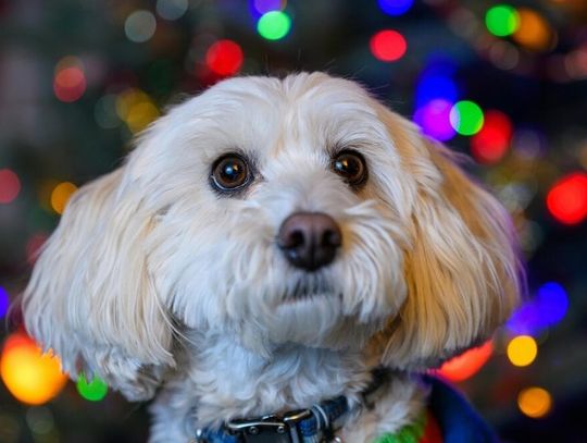 Jak przygotować pupila do Świąt i Sylwestra? Podpowiadamy, co zrobić by przejść przez ten czas spokojnie i bez stresu Jak przygotować pupila do Świąt i Sylwestra? Podpowiadamy, co zrobić by przejść przez ten czas spokojnie i bez stresu