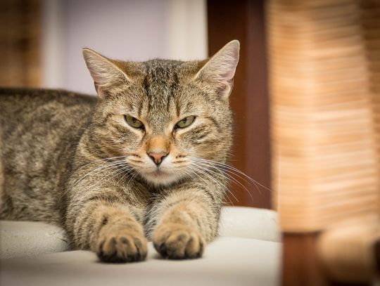 Jak wybrać odpowiednią karmę dla kota? 