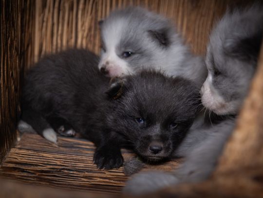 Jak wygląda życie szczeniąt na fermach futrzarskich? Nowe śledztwo z ferm lisów i jenotów