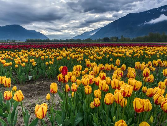 Jakie kwiaty sadzić razem z tulipanami?