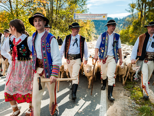 Jesienny redyk w Szczawnicy Wielkie góralskie święto z setkami owiec na ulicach zachwyca turystów