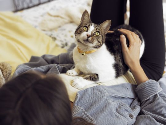 Kiedy kot mówi: „kocham Cię”. Co zdradzają jego gesty, mruczenie i osobowość?