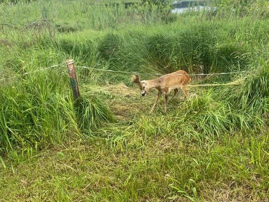 Kolejna uratowana sarna na terenie Nadleśnictwa Gryfice