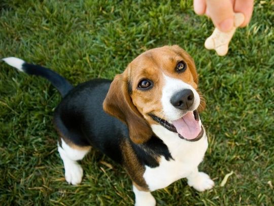 Letnie przysmaki – jak mądrze wspierać aktywność pupila?