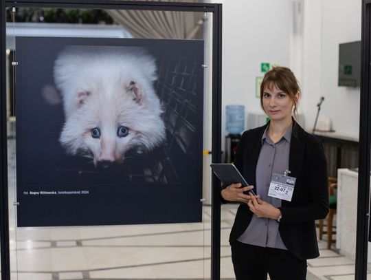 Lis bez nogi, norka gryząca kratę – tą wystawą w Sejmie Otwarte Klatki przypominają o zakazie hodowli zwierząt na futro