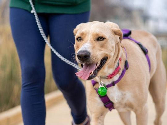 Maxi Zoo obniża ceny na dobre! – nowa polityka cenowa sieci