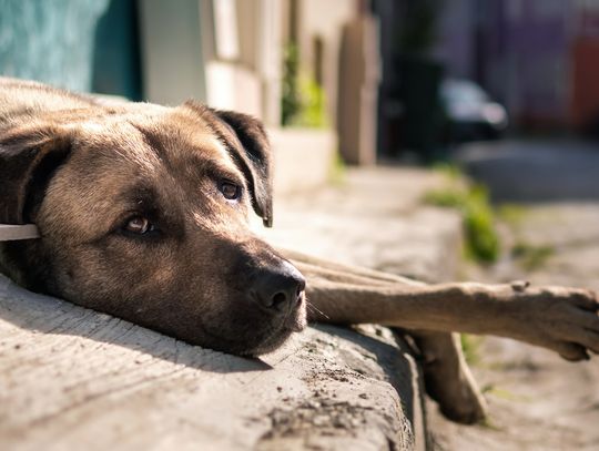 Maxi Zoo przekazuje ponad 430 tys. zł na rzecz Fundacji Viva! To kolejna darowizna na rzecz zwierząt Maxi Zoo przekazuje ponad 430 tys. zł na rzecz Fundacji Viva! To kolejna darowizna na rzecz zwierząt