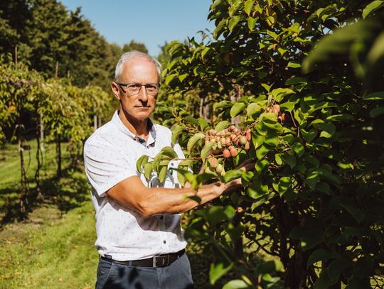 Minikiwi - polski superowoc, wyjątkowo zdrowy i pyszny