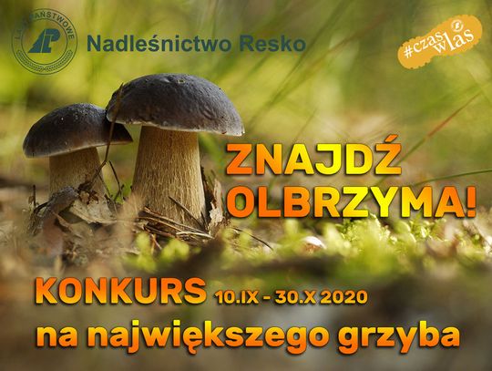 Nadleśnictwo Resko szuka „olbrzyma”