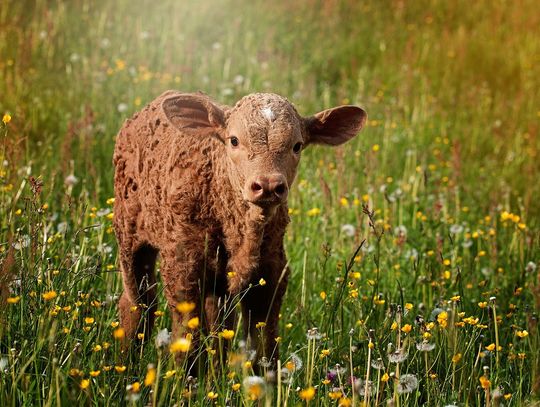 Polscy przetwórcy mięsa wybierają polskie cielęta