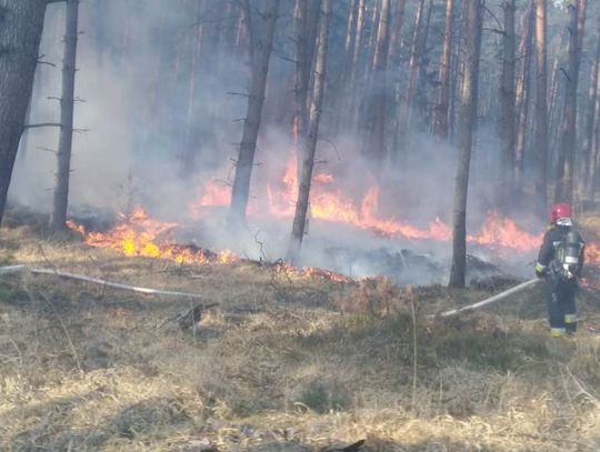 Pracowite święta strażaków i leśników - 93 pożary lasów w kwietniu 