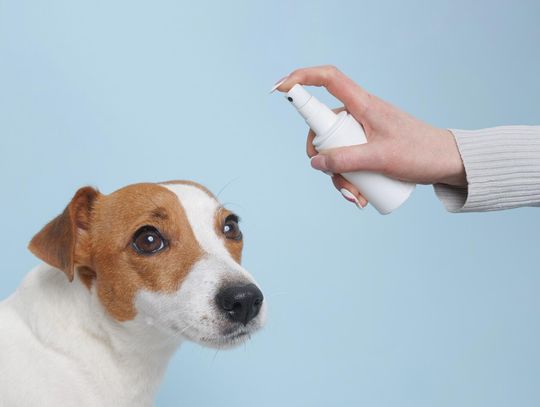 Preparaty do uszu dla psa - co wybrać i jak stosować?