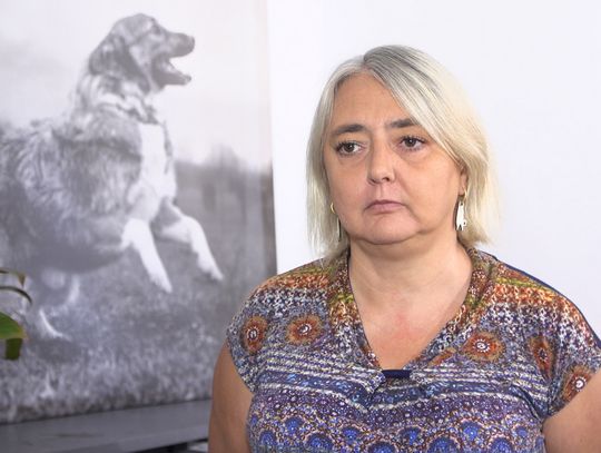 Rośnie liczba bezdomnych zwierząt w Polsce i związane z nimi wydatki. Potrzebne wprowadzenie kontroli środków przeznaczanych na schroniska