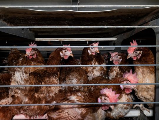 Słowenia zakazuje chowu klatkowego kur. Kolejny europejski kraj odchodzi od „trójek"