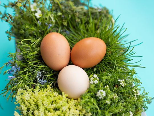 Światowy Dzień Jaja: czy wiesz, co naprawdę kryje się pod skorupką?