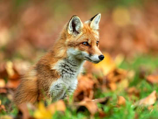 Światowy Dzień Zwierząt – dlaczego ich ochrona jest dziś ważniejsza niż kiedykolwiek wcześniej?