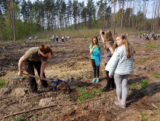 To już w sobotę 13. kwietnia -  największe sadzenie lasów w Polsce będzie w okolicach Szczecina