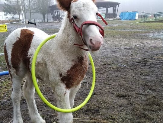 Uczelniany źrebak rośnie jak na drożdżach