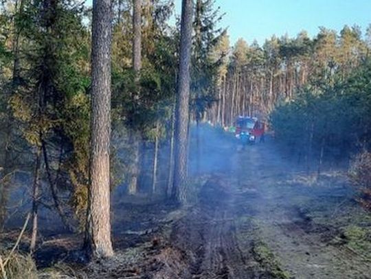 W lasach wysokie zagrożenie pożarowe – leśnicy apelują o rozwagę