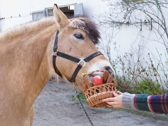 W sobotę święcenie pokarmów na Osowie. Z udziałem jeźdźców na koniach