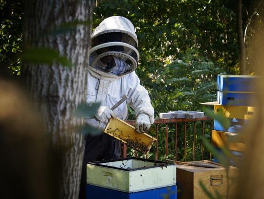 Wielki Dzień Pszczół. Dlaczego musimy ratować zapylacze?