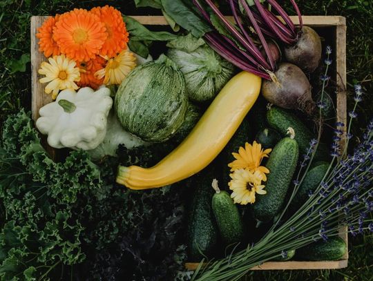 Wrzesień na talerzu – cukinia królowa jesiennej kuchni