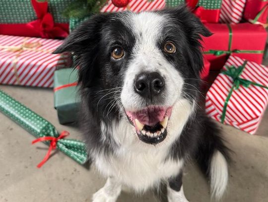 Wspólnie dla zwierząt - Spełnij marzenia zwierząt w schroniskach! Rusza wielka świąteczna akcja charytatywna Maxi Zoo