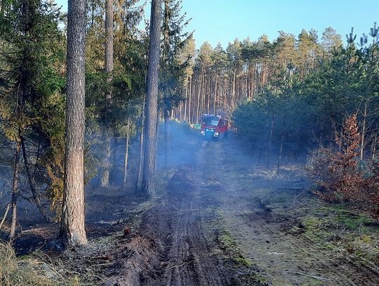Wysokie i średnie zagrożenie pożarowe w lasach RDLP Szczecin