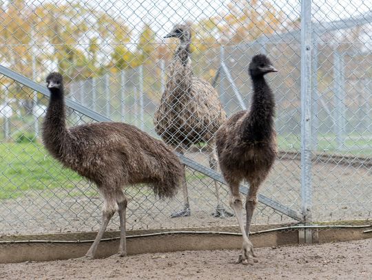 Z uczelnianej zwierzętarni do ogrodu zoologicznego. Młoda para emu zamieszka w nowym domu