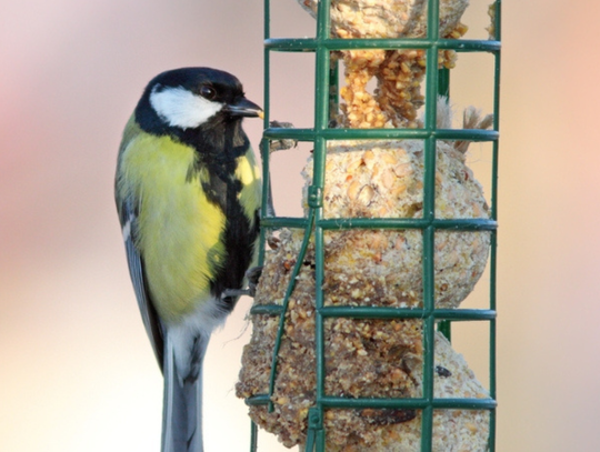 Zadbaj o skrzydlatych gości w swoim ogrodzie  – sprawdzone zasady dokarmiania dzikich ptaków