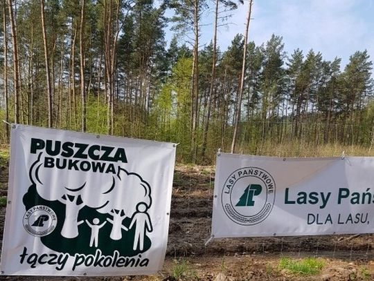 Zapraszamy na kolejne warsztaty kulinarne pod hasłem „Puszcza Bukowa inspiruje - smakołyki z Puszczy”