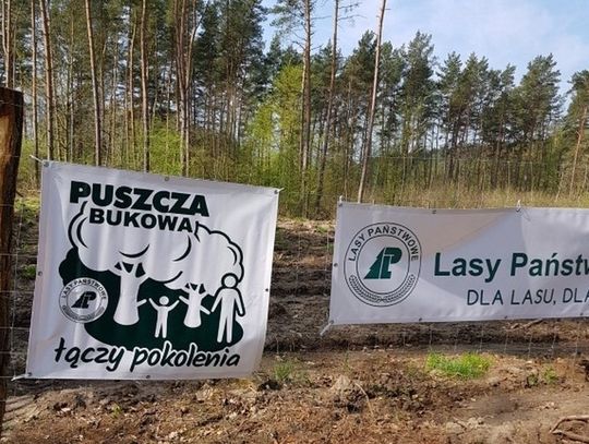 Zapraszamy na wspólne sadzenie lasu w trzech puszczach sąsiadujących ze Szczecinem