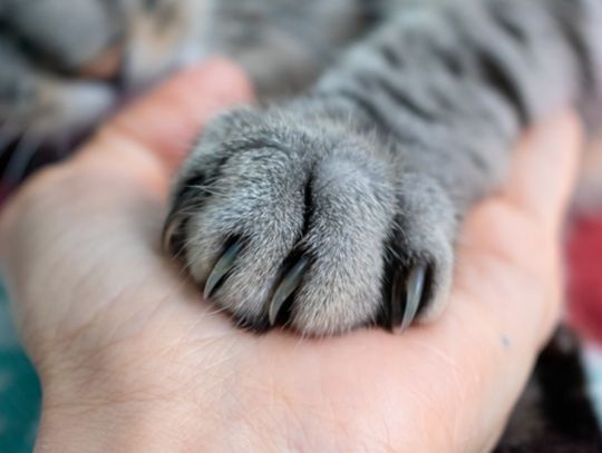 Zbieraj Łapki i odbieraj rabaty – nowość w Maxi Zoo