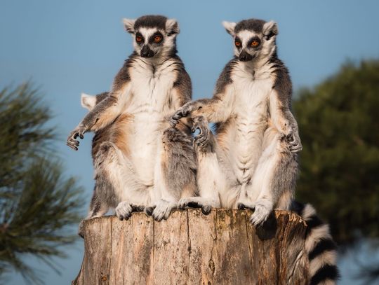 Zoo Borysew i Województwo Łódzkie na Pikniku nad Odrą 2025 – egzotyka i edukacja w sercu Szczecina Zoo Borysew i Województwo Łódzkie na Pikniku nad Odrą 2025 – egzotyka i edukacja w sercu Szczecina