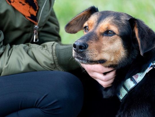 Zwierzęta zmieniają nasze życie na lepsze – Mars Polska wspiera programy adopcyjne, edukacyjne i terapeutyczne