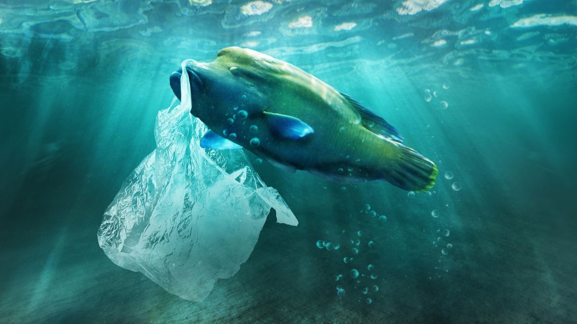 23 stycznia – Dzień Bez Opakowań Foliowych. Jak ograniczyć plastik i zadbać o przyszłość planety?