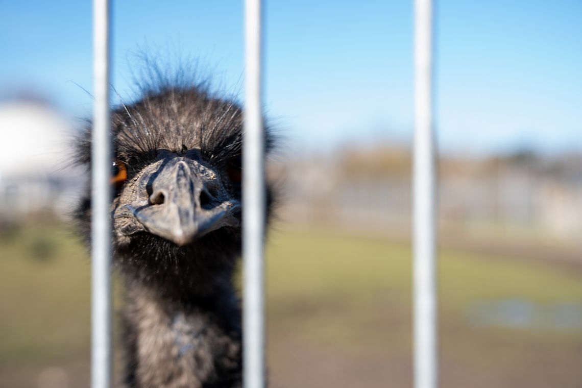 3 małe emu z ZUT-u pojadą do ZOO w Poznaniu