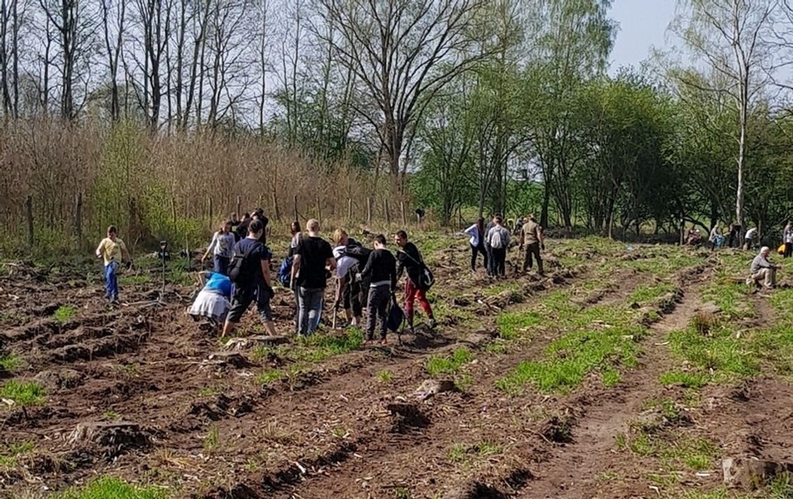 40 milionów drzew posadzili leśnicy z RDLP w Szczecinie 