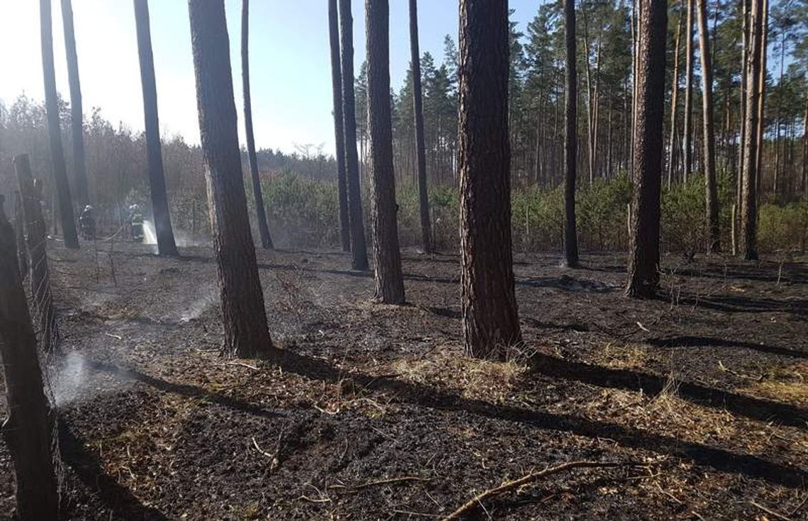 5000 zł za wskazanie sprawcy podpaleń w Nadleśnictwie Kliniska 5000 zł za wskazanie sprawcy podpaleń w Nadleśnictwie Kliniska